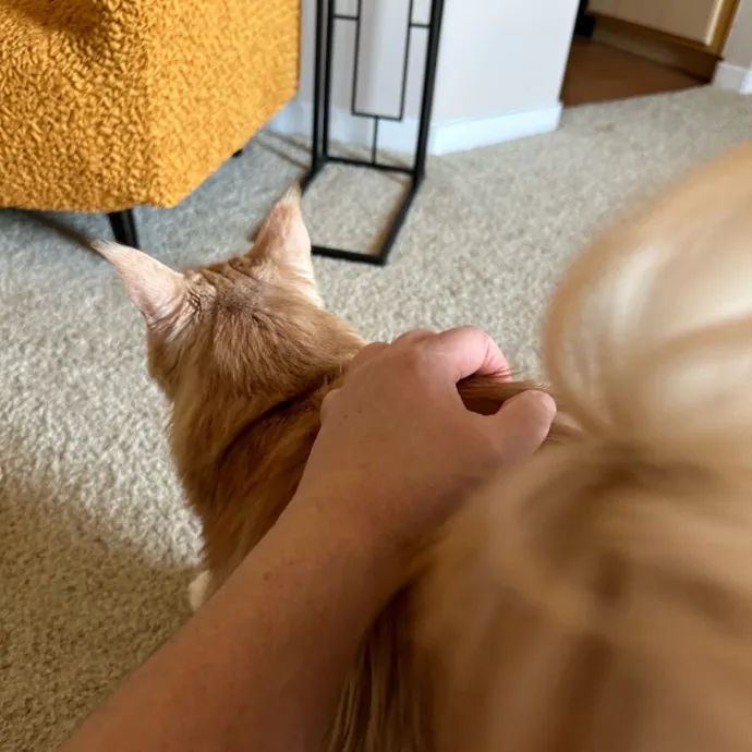 The Wizard Of Cats