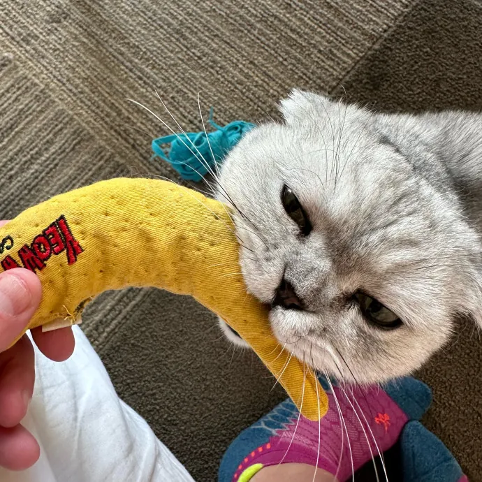 The Wizard Of Cats