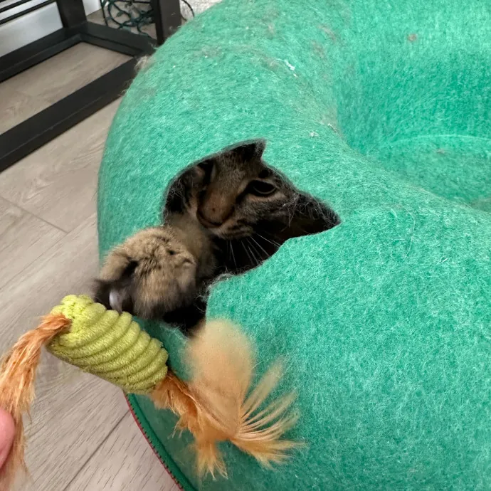 The Wizard Of Cats