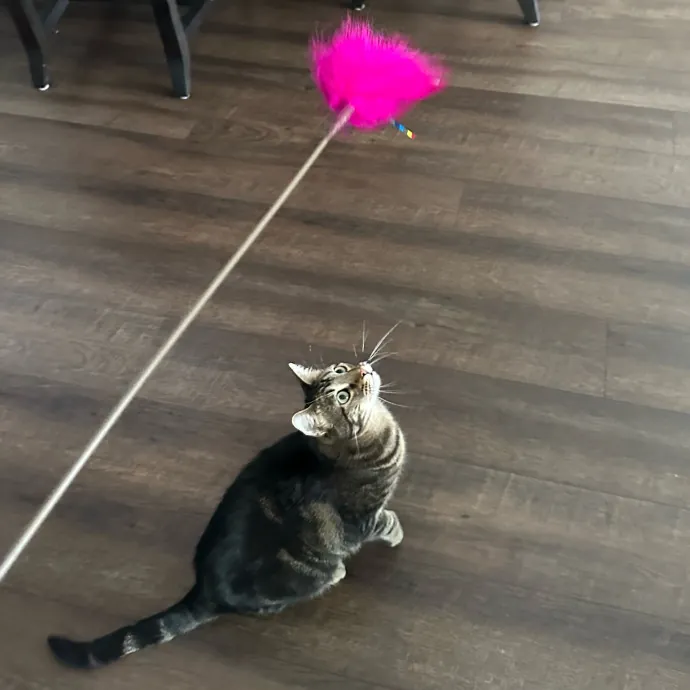 The Wizard Of Cats