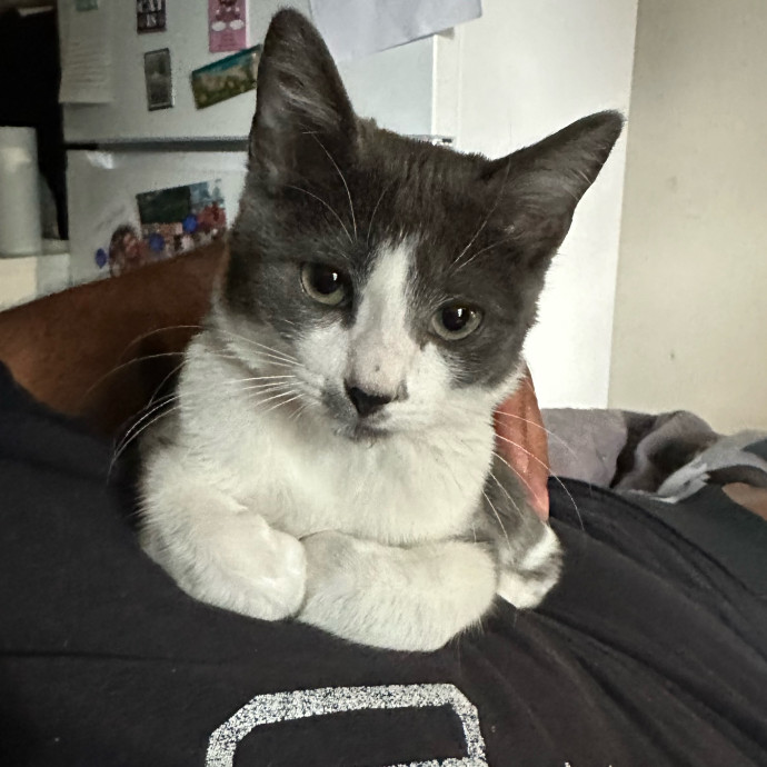 Your Kitties Deserve The Best Call Me
