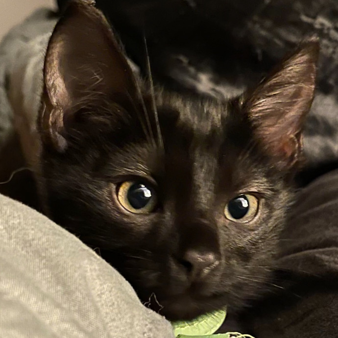 Your Kitties Deserve The Best Call Me photo 3
