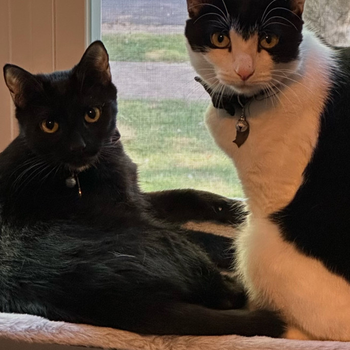 Your Kitties Deserve The Best Call Me photo 2