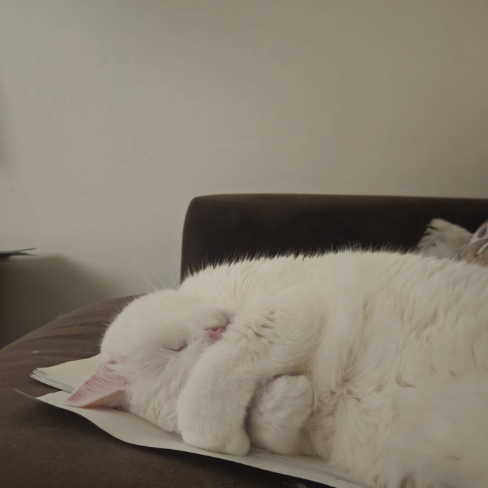 Purr-Fessional Cat Sitter photo 3