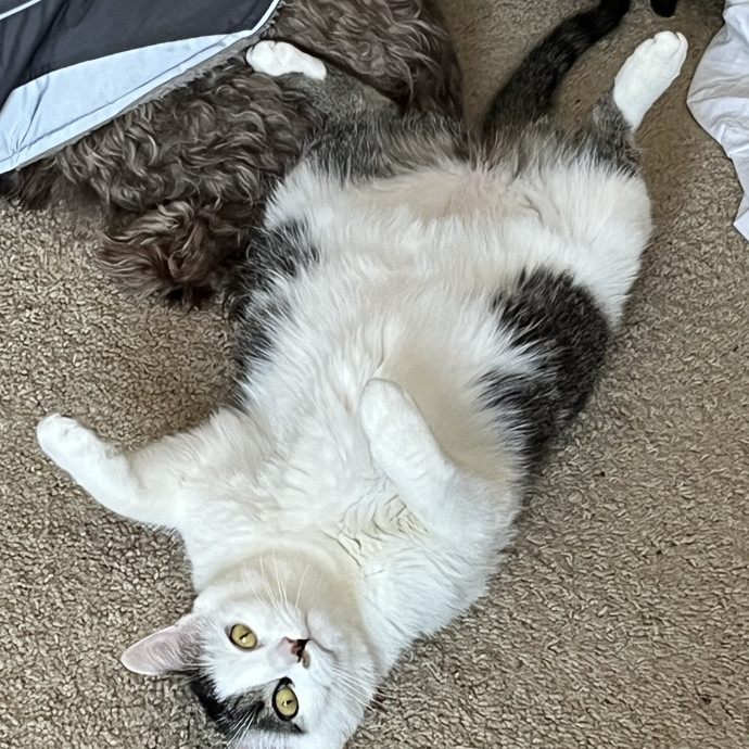 Lifelong Cat Lover 40 Years Experience