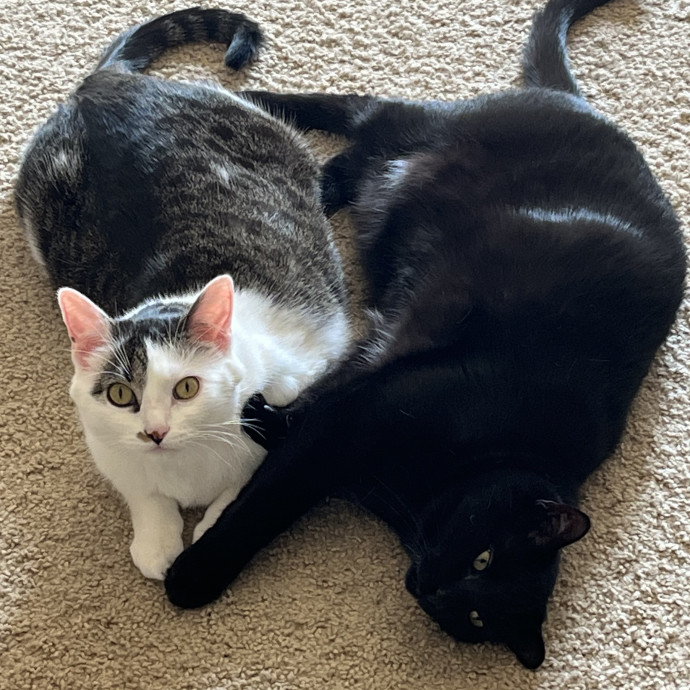 Lifelong Cat Lover 40 Years Experience