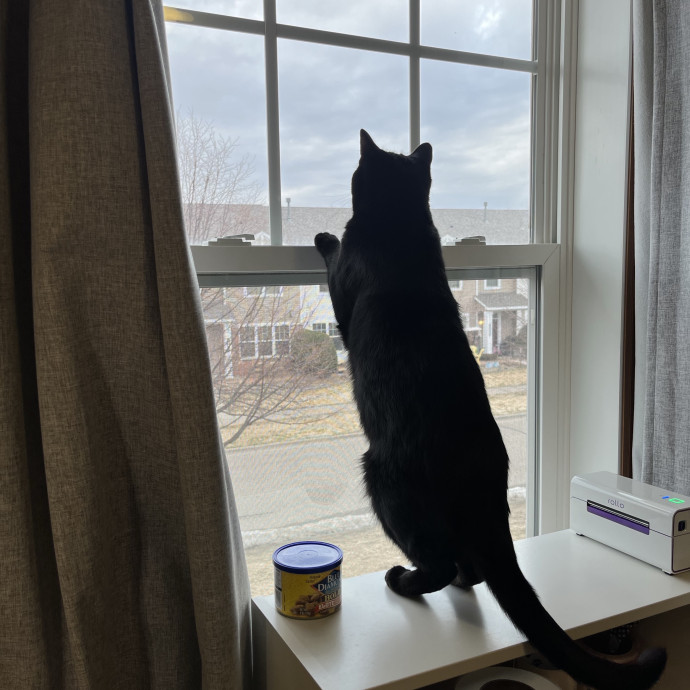 Lifelong Cat Lover 40 Years Experience photo 3