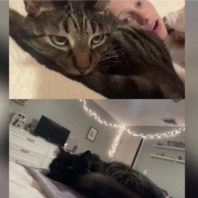 College Student Missing Her Cats