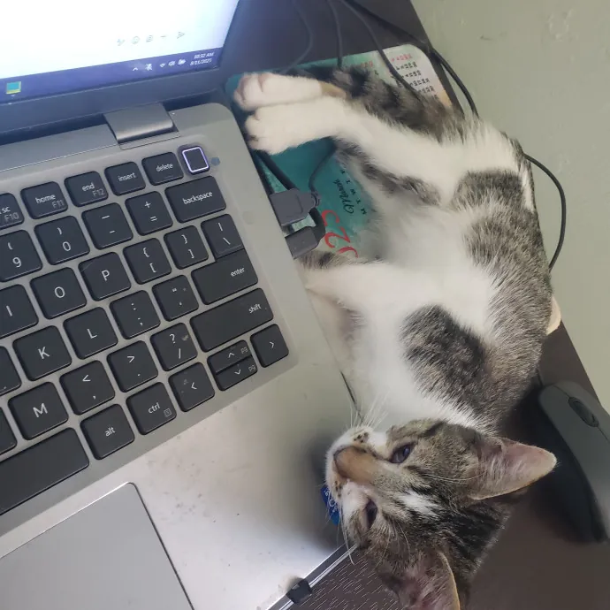 Let Me Care For Your Cat When You Can't