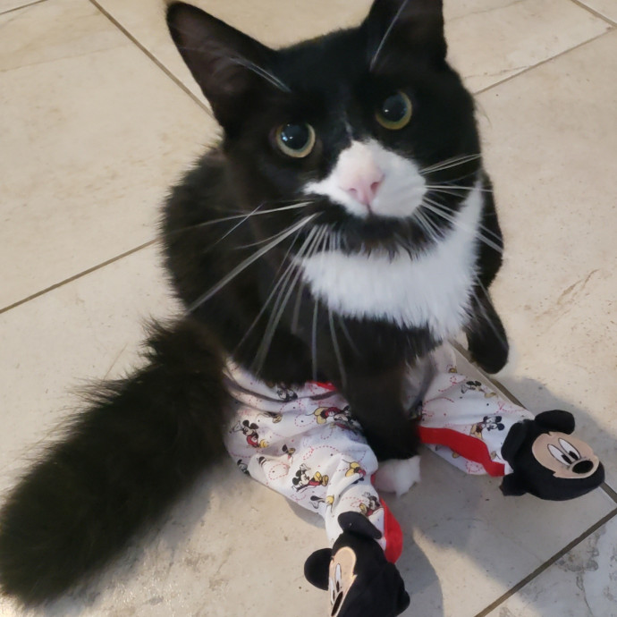 Let Me Care For Your Cat When You Can't