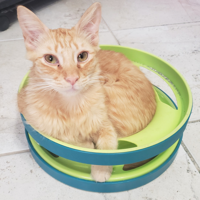 Let Me Care For Your Cat When You Can't