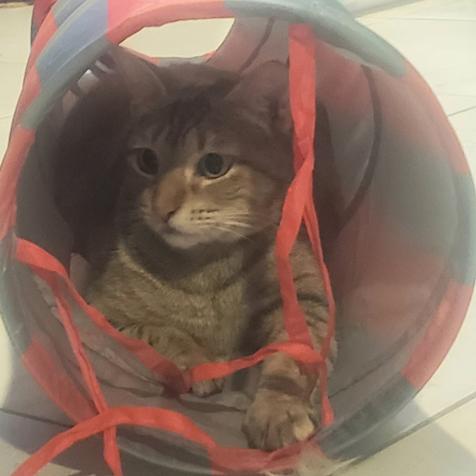 Let Me Care For Your Cat When You Can't photo 3