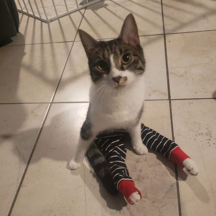 Let Me Care For Your Cat When You Can't photo 2