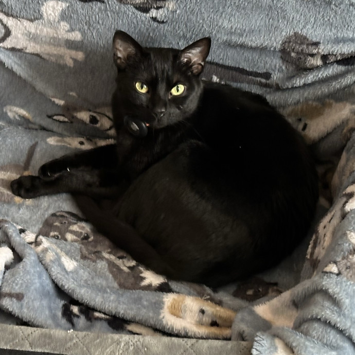 Cat Lover Wants To Love Your Cats
