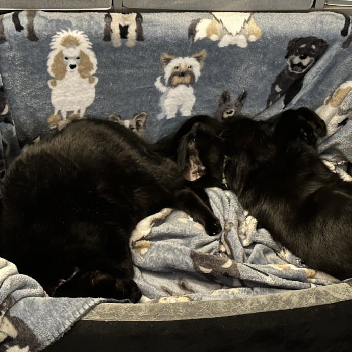 Cat Lover Wants To Love Your Cats photo 3