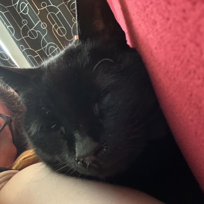 Cat Lover Wants To Love Your Cats photo 2