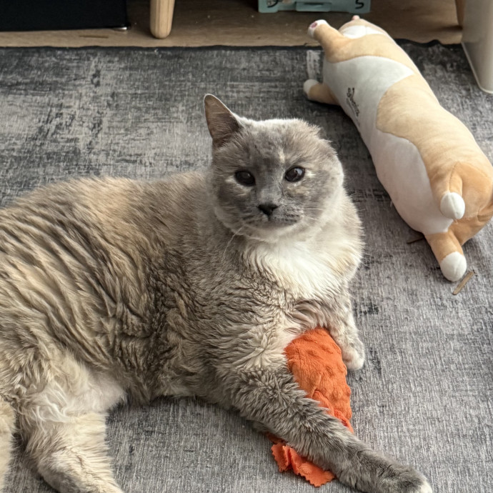 Veteran Cat Sitter - Mosh Pit Enthusiast