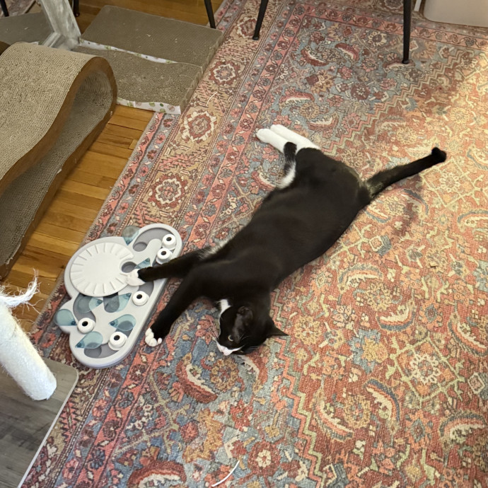 Veteran Cat Sitter - Mosh Pit Enthusiast