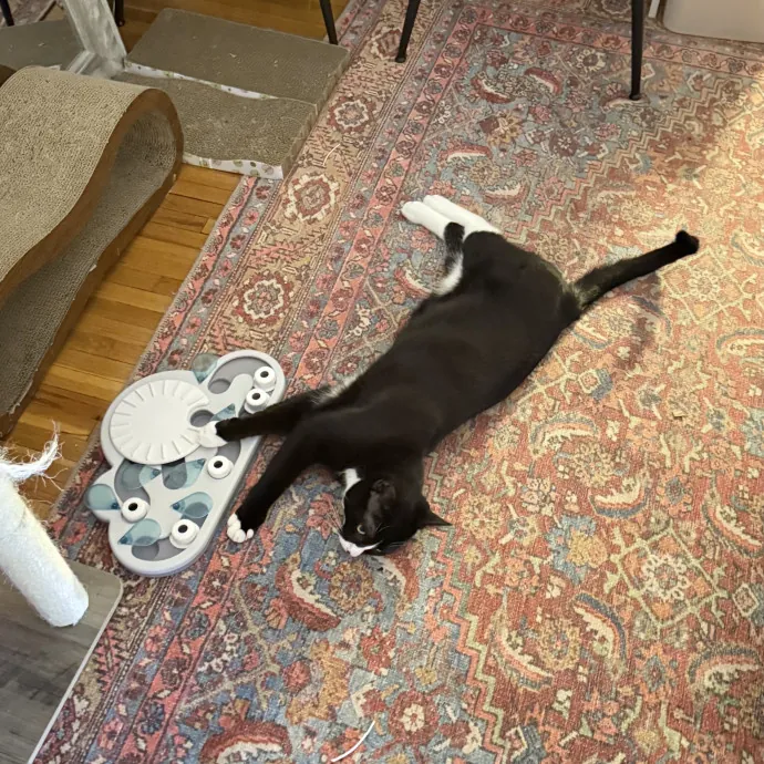 Veteran Cat Sitter - Mosh Pit Enthusiast