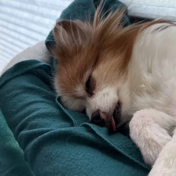 Veteran Cat Sitter - Mosh Pit Enthusiast