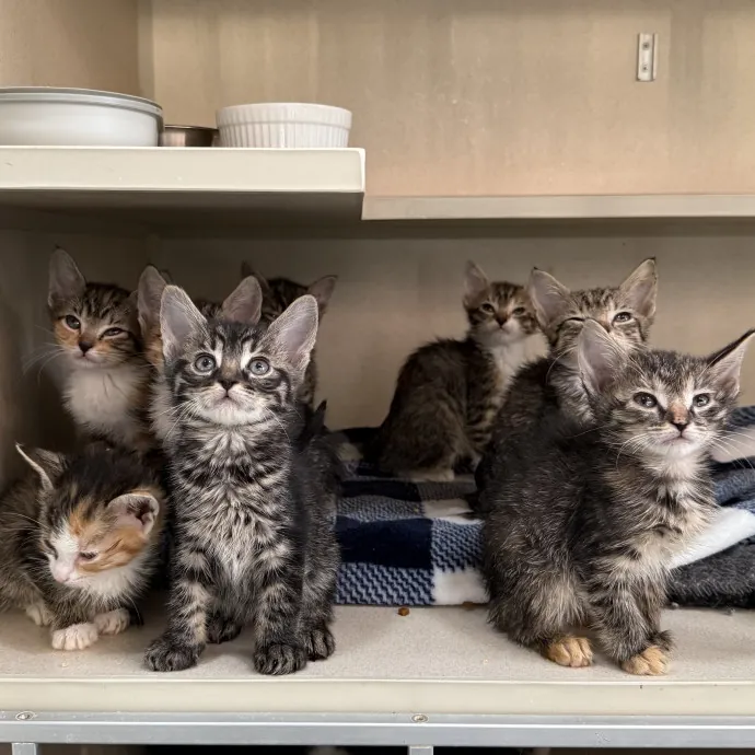 Veteran Cat Sitter - Mosh Pit Enthusiast