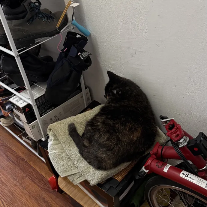Veteran Cat Sitter - Mosh Pit Enthusiast