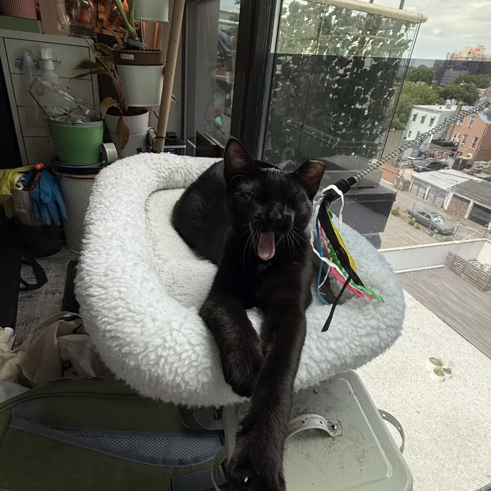 Veteran Cat Sitter - Mosh Pit Enthusiast