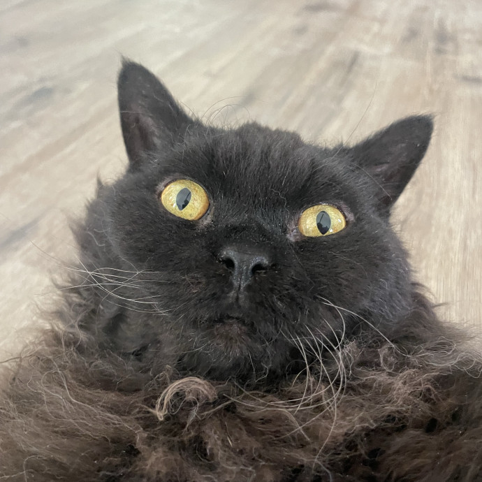Veteran Cat Sitter - Mosh Pit Enthusiast photo 3