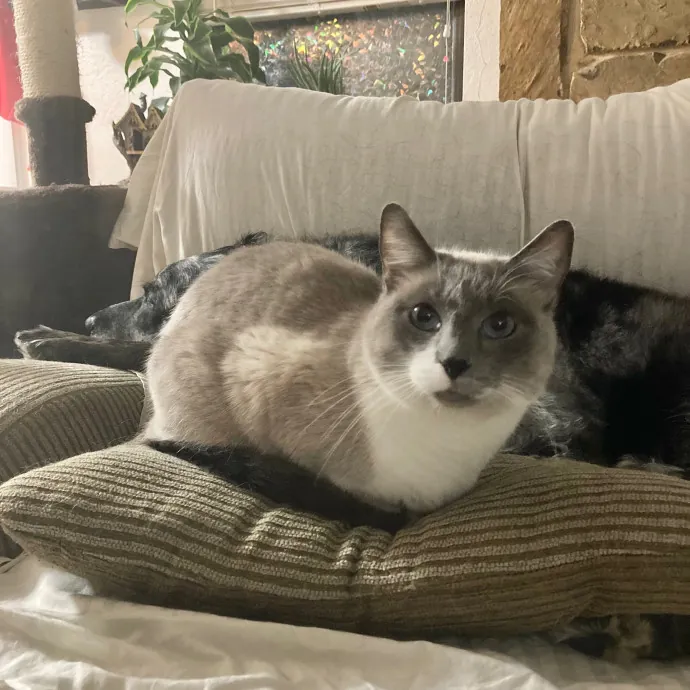 Crystal's Kitten Sittin'