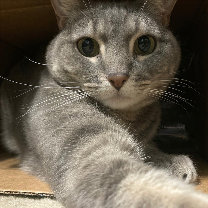 Crystal's Kitten Sittin'