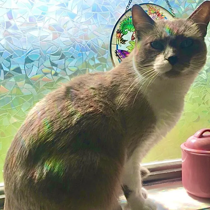 Crystal's Kitten Sittin'