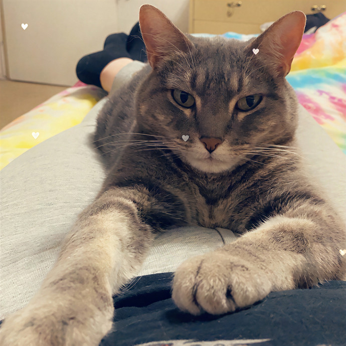 Crystal's Kitten Sittin'