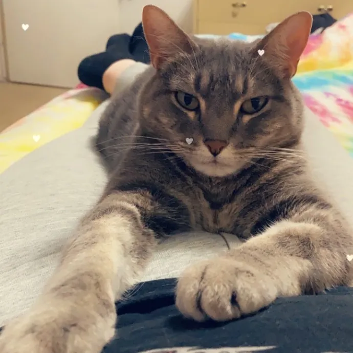 Crystal's Kitten Sittin'