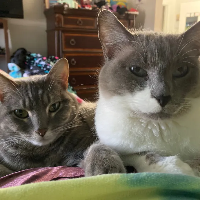 Crystal's Kitten Sittin'