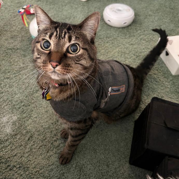 Crystal's Kitten Sittin'