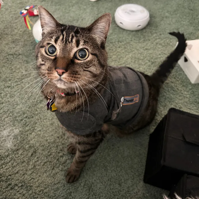 Crystal's Kitten Sittin'