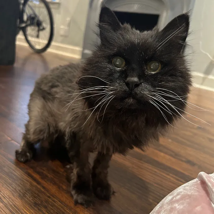 Crystal's Kitten Sittin'