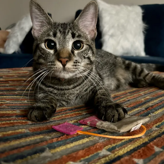 Crystal's Kitten Sittin'