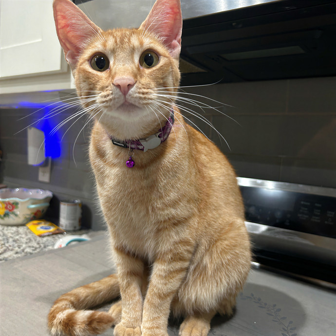 Crystal's Kitten Sittin'