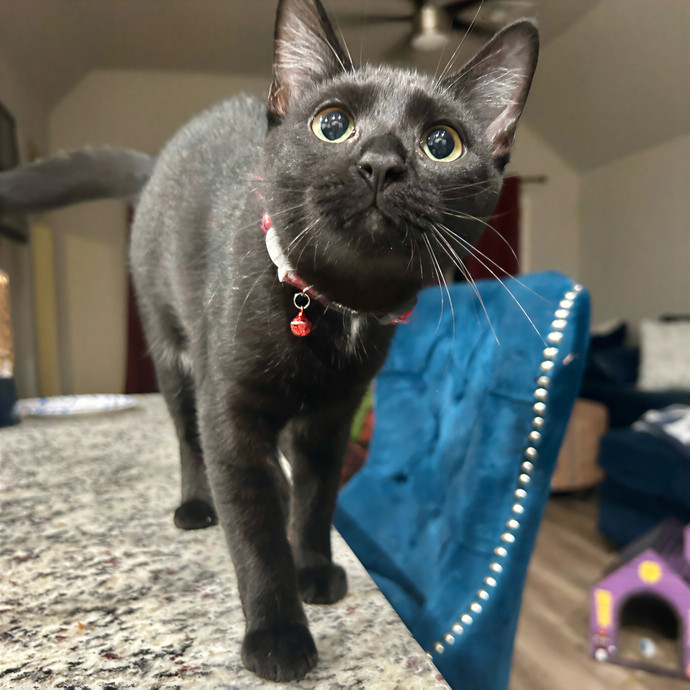 Crystal's Kitten Sittin'