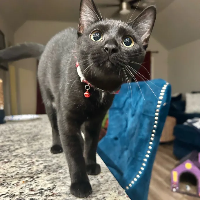 Crystal's Kitten Sittin'