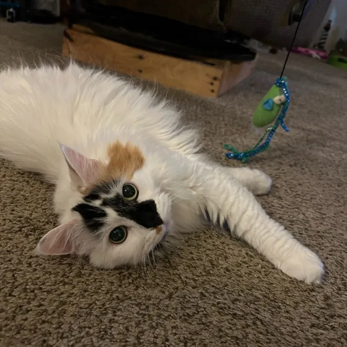 Crystal's Kitten Sittin'