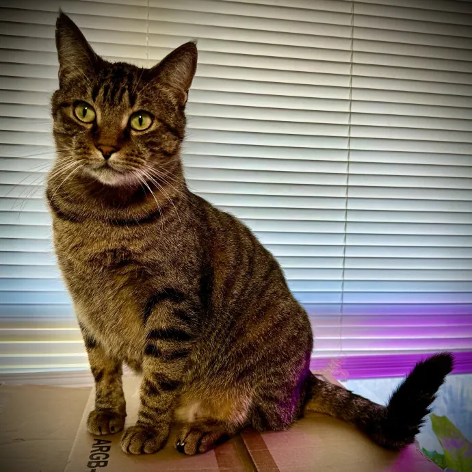 Crystal's Kitten Sittin'