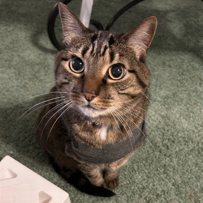 Crystal's Kitten Sittin'
