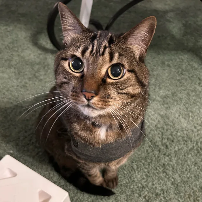 Crystal's Kitten Sittin'