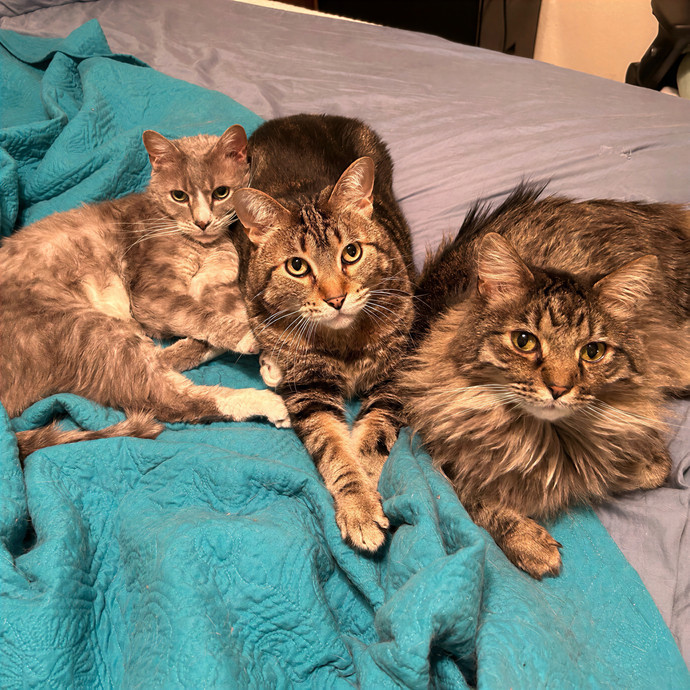 Crystal's Kitten Sittin'