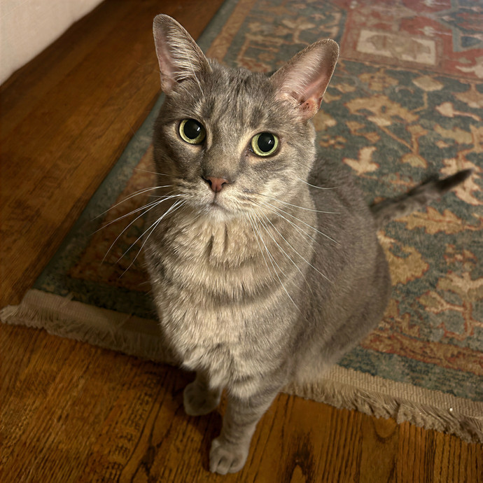 Crystal's Kitten Sittin'