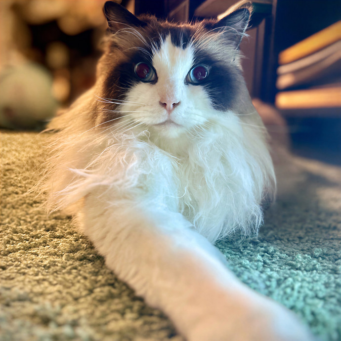 Crystal's Kitten Sittin'