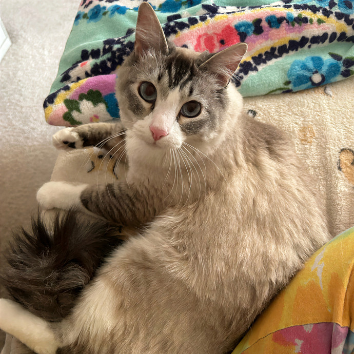 Crystal's Kitten Sittin'