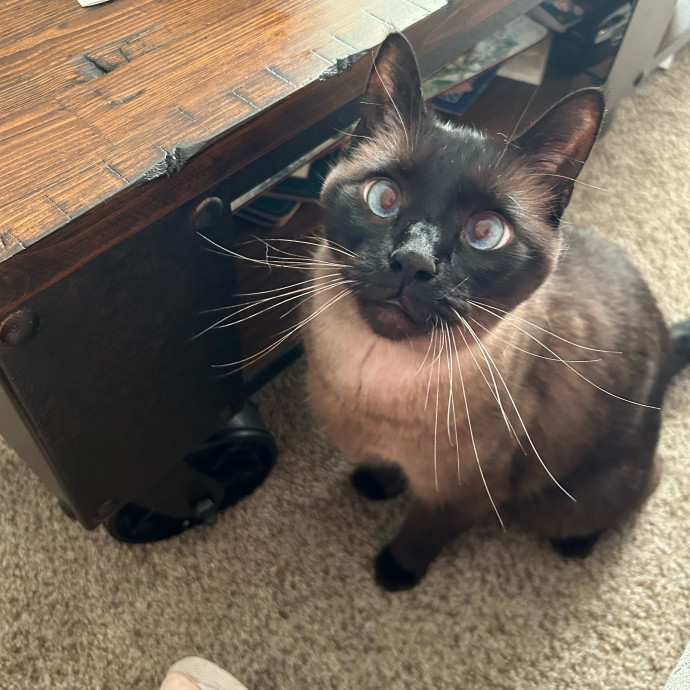 Crystal's Kitten Sittin'